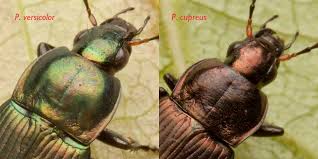 Attēlu rezultāti vaicājumam “Poecilus versicolor”