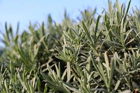 Attēlu rezultāti vaicājumam “Lavandula angustifolia leaf”