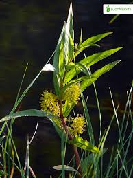 Attēlu rezultāti vaicājumam “Lysimachia thyrsiflora leaf”