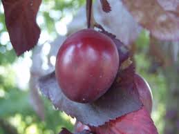 Attēlu rezultāti vaicājumam “Prunus cerasifera fruit”