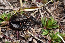Attēlu rezultāti vaicājumam “Jalla dumosa”