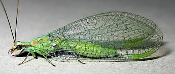 Attēlu rezultāti vaicājumam “Chrysopa”