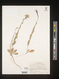 Attēlu rezultāti vaicājumam “Arabis hirsuta fruit”