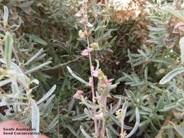 Attēlu rezultāti vaicājumam “Atriplex littoralis fruit”
