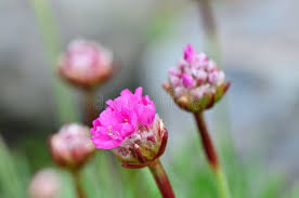 Attēlu rezultāti vaicājumam “Armeria vulgaris flower”