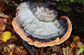 Attēlu rezultāti vaicājumam “Fomitopsis pinicola”
