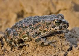 Attēlu rezultāti vaicājumam “Pseudepidalea viridis”