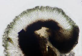 Attēlu rezultāti vaicājumam “Porpidia macrocarpa”