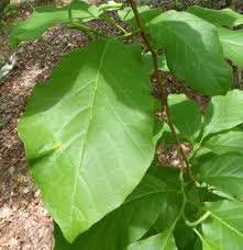 Attēlu rezultāti vaicājumam “Magnolia acuminata leaf”