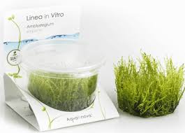 Attēlu rezultāti vaicājumam “Amblystegium serpens sporophyte”