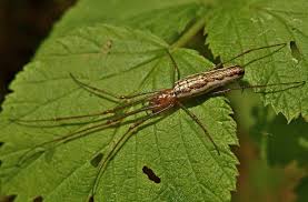 Attēlu rezultāti vaicājumam “Tetragnatha montana”