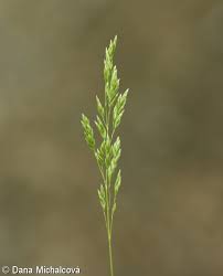 Attēlu rezultāti vaicājumam “Poa pratensis fruit”