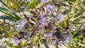 Attēlu rezultāti vaicājumam “Lactuca tatarica leaf”