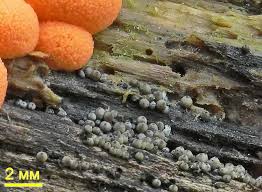 Attēlu rezultāti vaicājumam “Lasiosphaeria ovina”