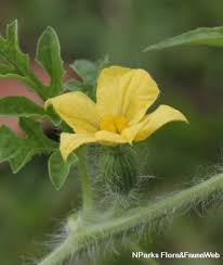 Attēlu rezultāti vaicājumam “Citrullus lanatus”