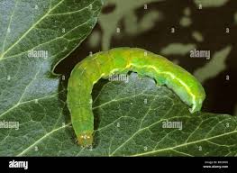 Attēlu rezultāti vaicājumam “Phlogophora meticulosa”