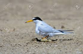 Attēlu rezultāti vaicājumam “Sternula albifrons”