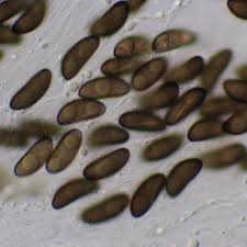 Attēlu rezultāti vaicājumam “Xylaria longipes”