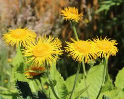 Attēlu rezultāti vaicājumam “Telekia speciosa leaf”