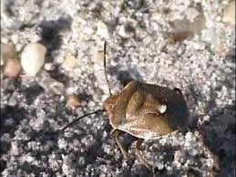 Attēlu rezultāti vaicājumam “Chlorochroa pinicola”