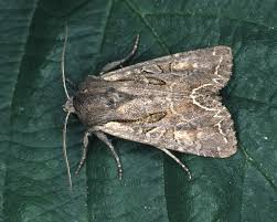 Attēlu rezultāti vaicājumam “Lacanobia suasa”