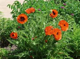 Image result for Mohn