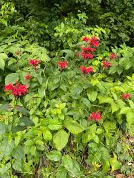 Image result for Monarda didyma