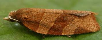 Attēlu rezultāti vaicājumam “Pandemis cinnamomeana female”