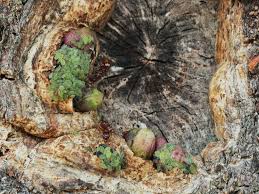 Attēlu rezultāti vaicājumam “Andricus quercuscorticis”