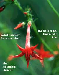 Attēlu rezultāti vaicājumam “Polemoniaceae”