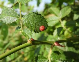 Attēlu rezultāti vaicājumam “Diplolepis eglanteriae”
