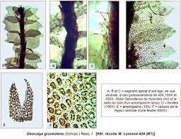 Attēlu rezultāti vaicājumam “Geocalyx graveolens”