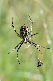Attēlu rezultāti vaicājumam “Argiope bruennichi female”
