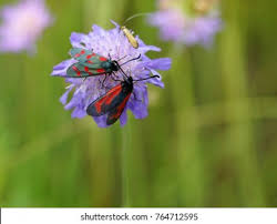 Attēlu rezultāti vaicājumam “Zygaena minos”