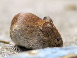 Attēlu rezultāti vaicājumam “Myodes glareolus”