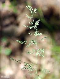 Attēlu rezultāti vaicājumam “Poa pratensis flower”