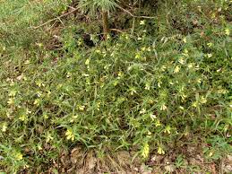 Attēlu rezultāti vaicājumam “Melampyrum pratense leaf”