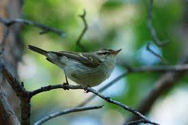 Attēlu rezultāti vaicājumam “Phylloscopus trochiloides”