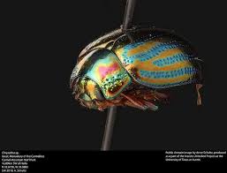 Attēlu rezultāti vaicājumam “Chrysolina staphylaea”