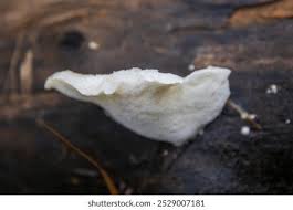 Attēlu rezultāti vaicājumam “Tyromyces chioneus”