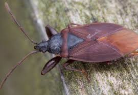 Attēlu rezultāti vaicājumam “Gastrodes grossipes”