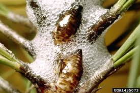 Attēlu rezultāti vaicājumam “Aphrophora nymph”