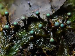 Attēlu rezultāti vaicājumam “Lamproderma arcyrioides stalked”