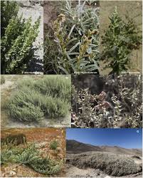 Attēlu rezultāti vaicājumam “Atriplex calotheca”