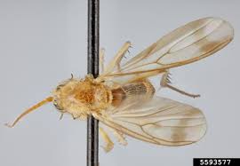 Attēlu rezultāti vaicājumam “Mycetophilidae”