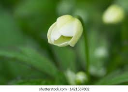 Attēlu rezultāti vaicājumam “Anemone sylvestris bud”