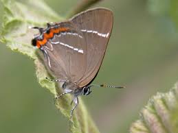 Attēlu rezultāti vaicājumam “Satyrium w-album”