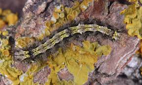 Attēlu rezultāti vaicājumam “Eilema depressa”