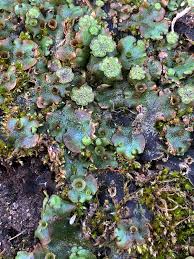 Attēlu rezultāti vaicājumam “Marchantia polymorpha”