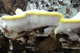 Attēlu rezultāti vaicājumam “Antrodiella serpula”